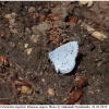 cela argiolus imago17 kher